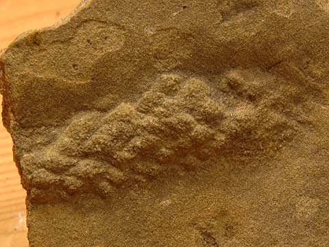 Koniferen-Fossilien im Grödner Sandstein
