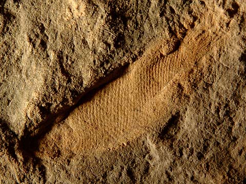 Fossile Fische