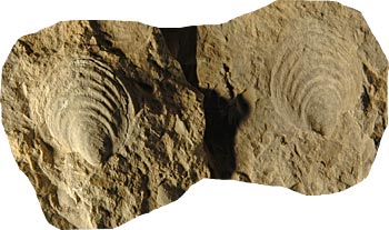 Impronte di molluschi