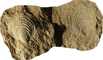 Impronte di molluschi
