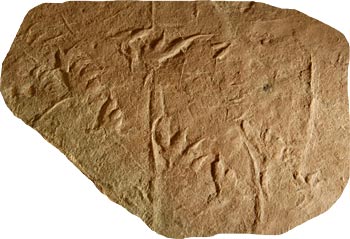 Spurenplatte mit Abdrücken des Phalangichnus Perwangeri
